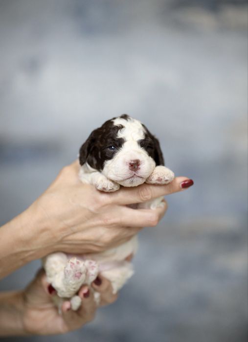 Lagotto Romagnolo- chłopczyk/ szczeniak