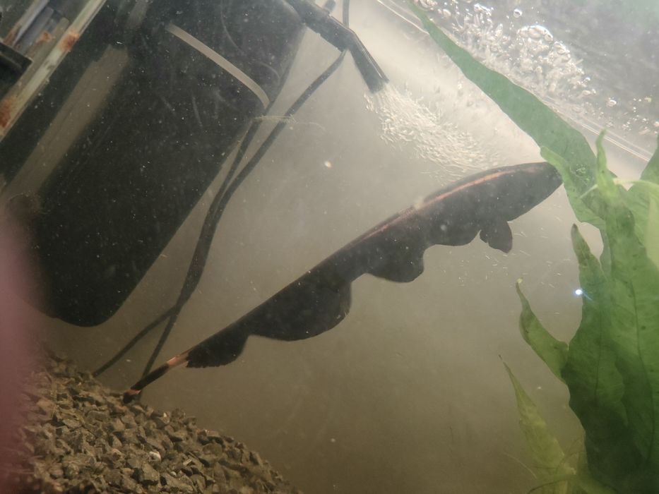 Sprzedam 4 dorosłe ryby