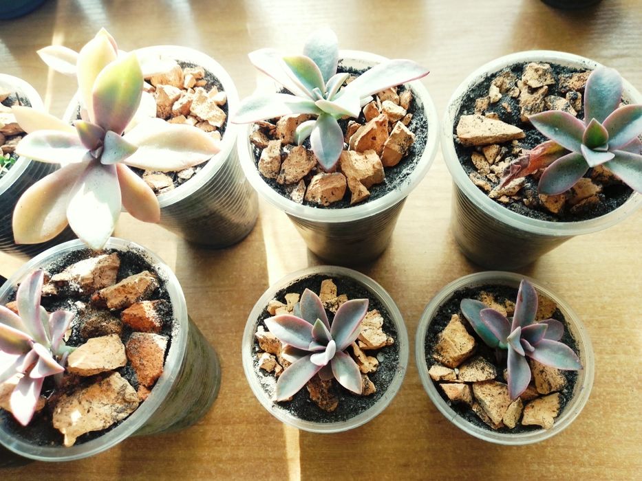 Красиві сокуленти