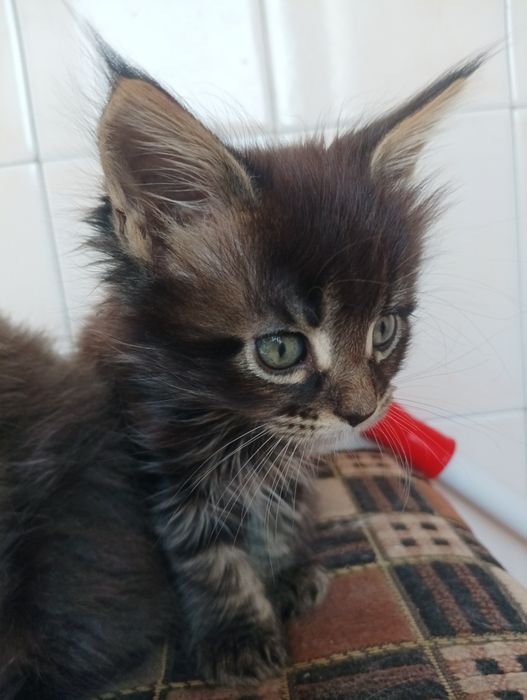 Кошенята Мейн Кун