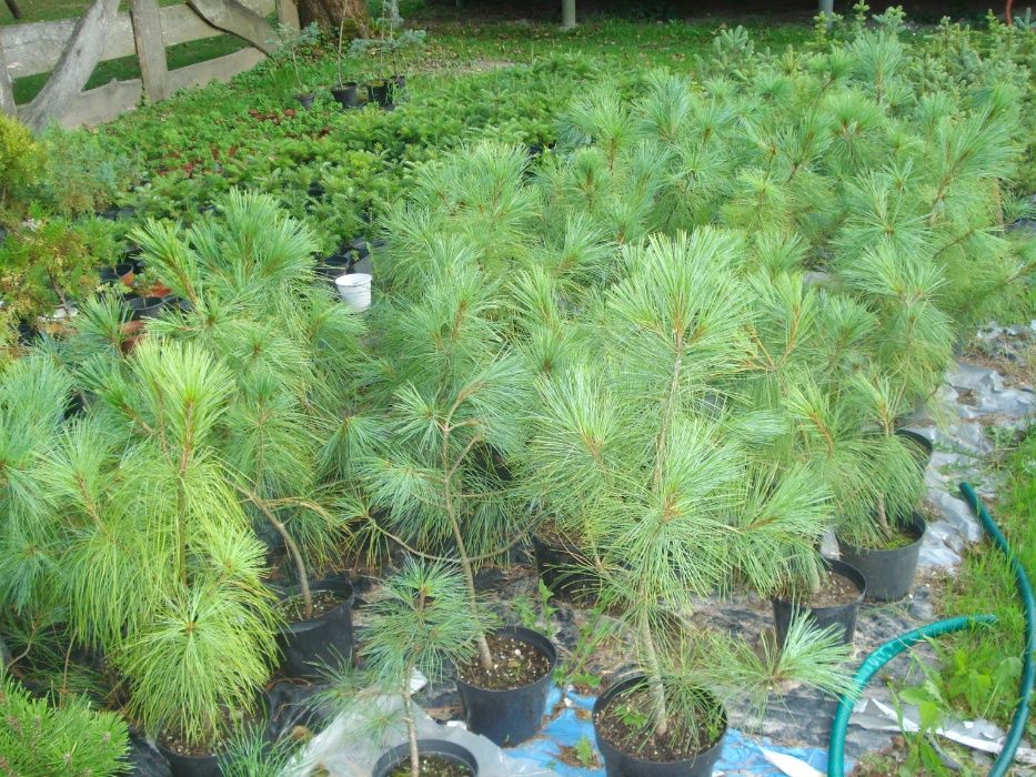 Sadzonki sosen w doniczkach 60- 90 cm