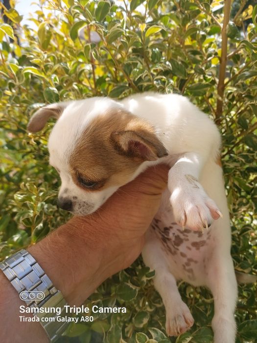 Lindo menin chihuahua