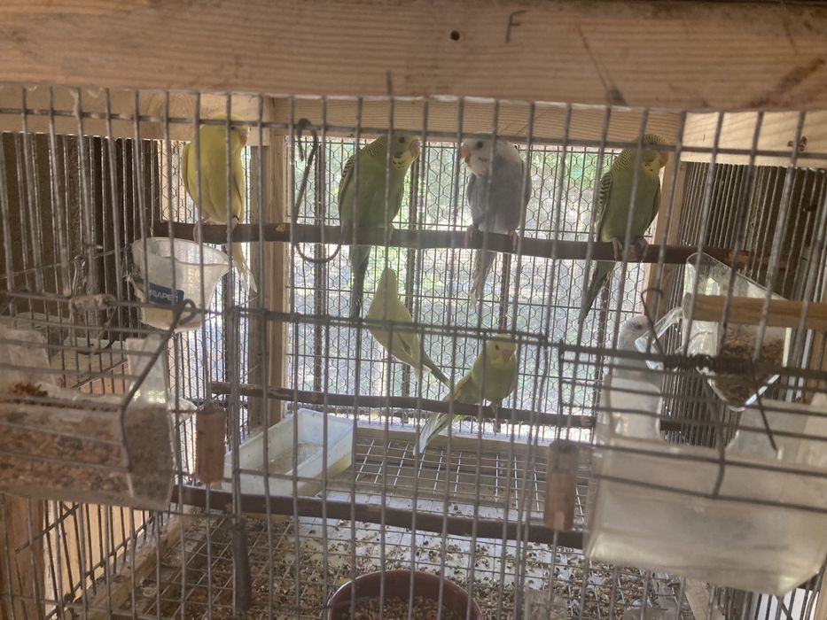 Periquitos várias cores 2024