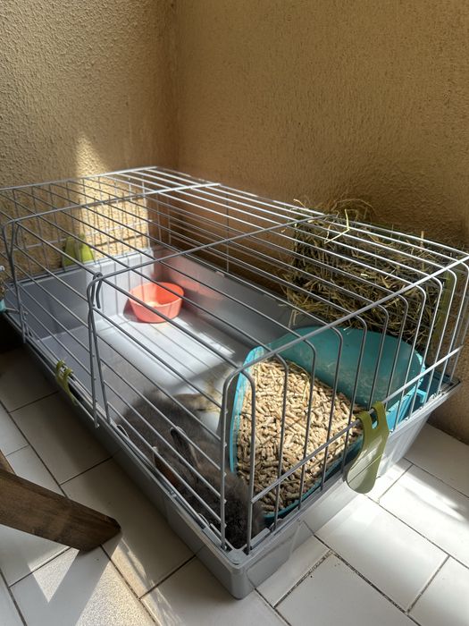 Coelho anão com 3 meses
