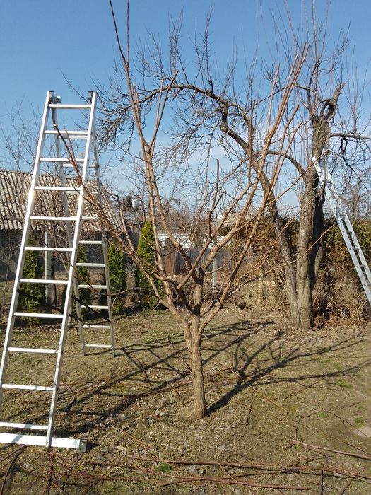 ОБРЕЗКА деревьев и кустарников Каменское