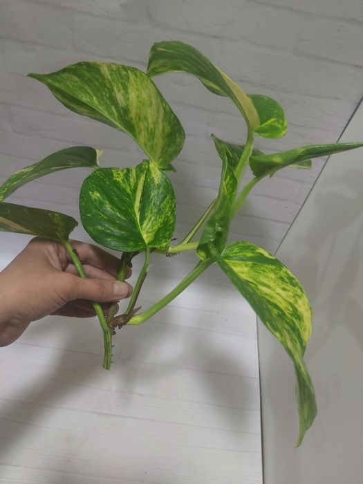 Эпипремнум Гигантеум