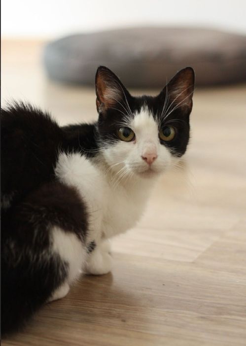 Merlin - urocza kotka do adopcji