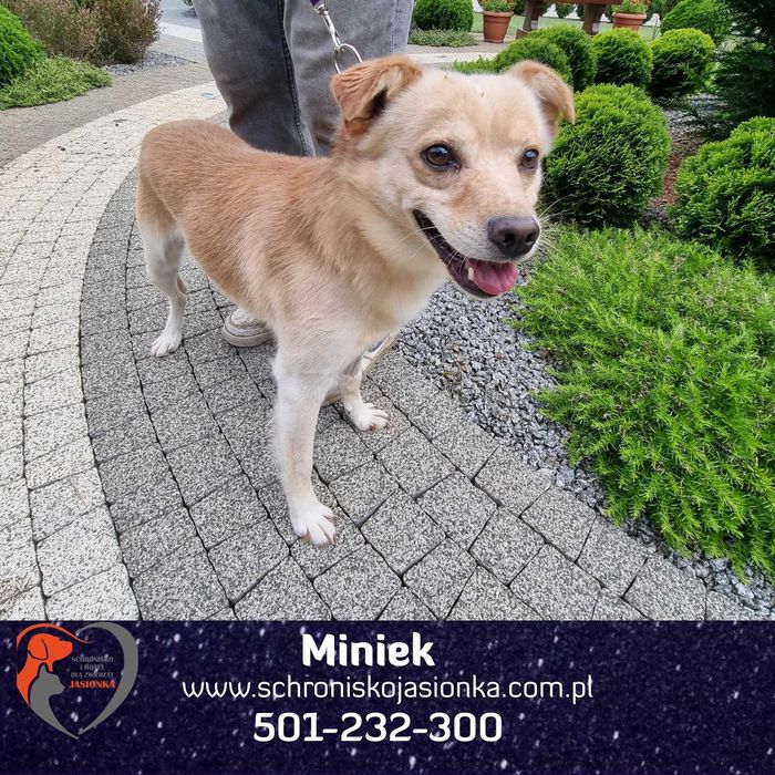 MINIEK do adopcji Schronisko Jasionka