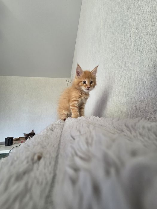 Хлопчик Мейн Кун