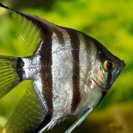 Żaglowiec skalar - Pterophyllum scalare - dowozimy, wysyłamy