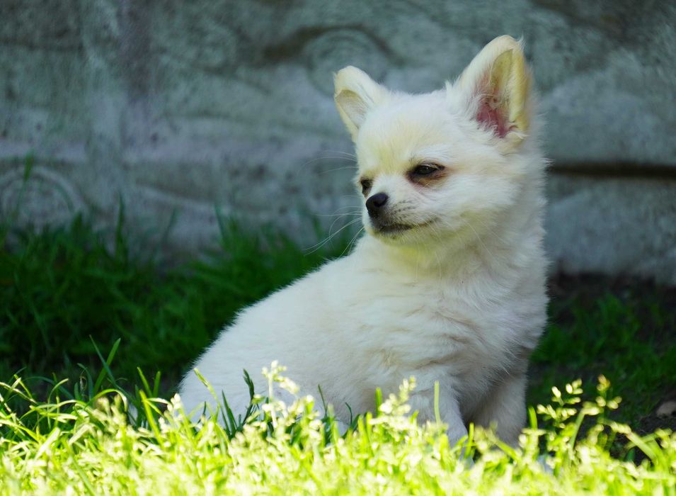 Słodki piesek - Chihuahua długowłosy - ZKwP/FCI