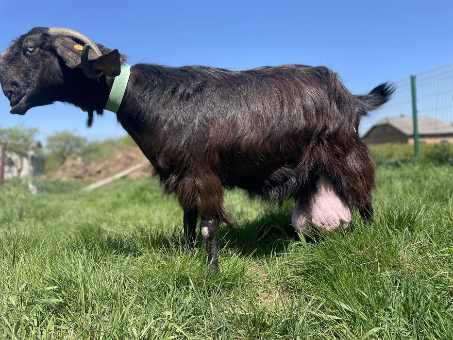 В продажі кози й козлики Дамаська Шамі Дамасская Шами