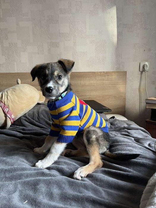 Цуцик ,песик,собачка в добрі руки