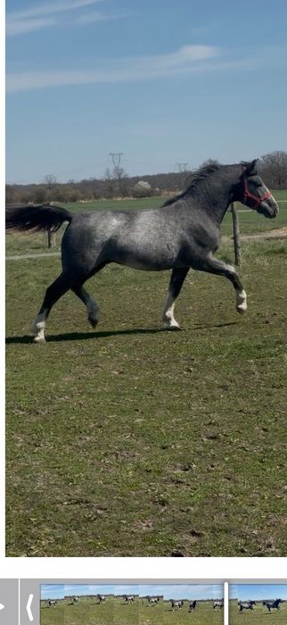 Ogierek czystej rasy śląskiej