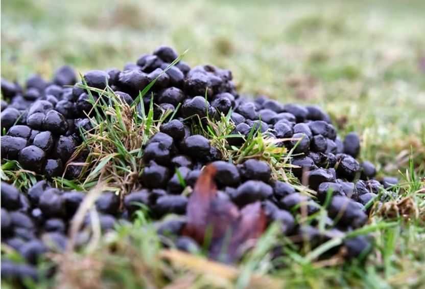 ekologiczny obornik od alpak