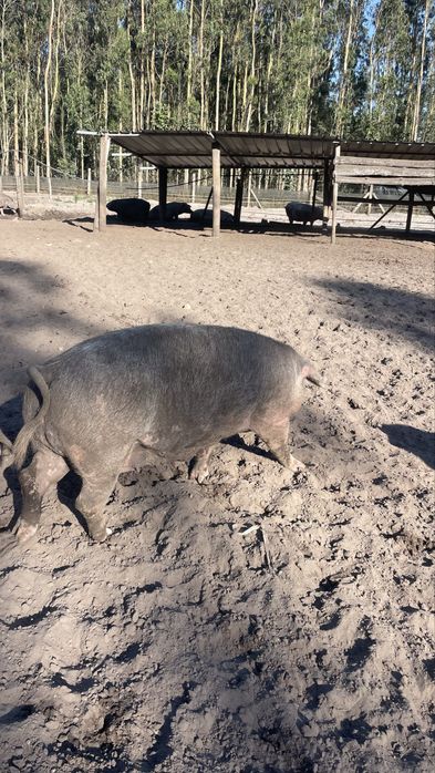 Vendo porcas gordas