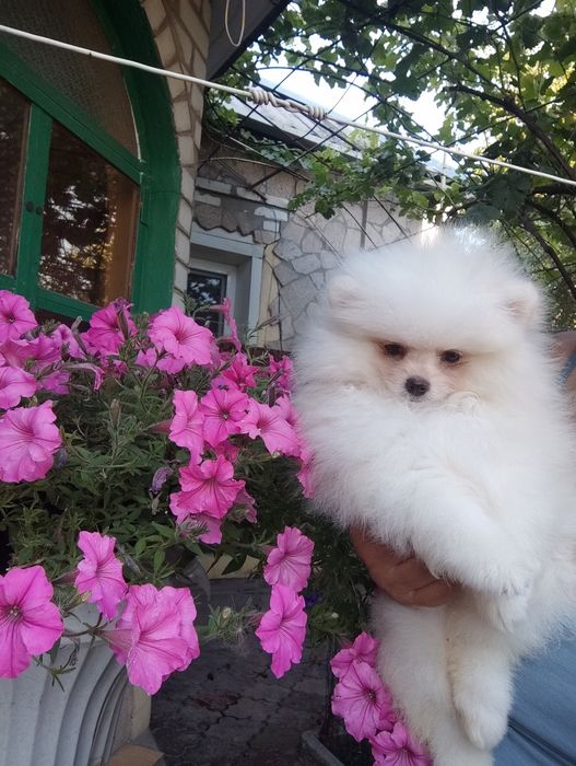 Мальчик померанец медвежонок.