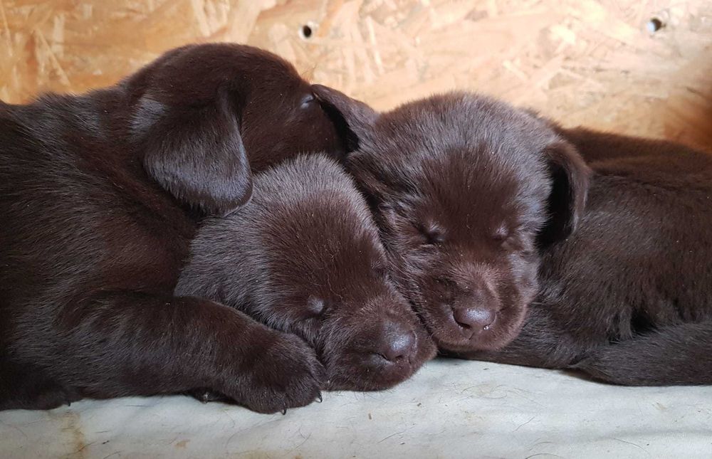 Labrador Retriever Czekoladowy - szczeniaki czekoladowe