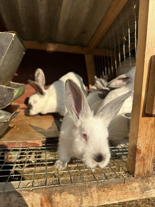 Кролики породи Каліфорнія на продаж