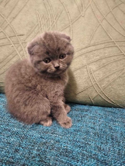 Шотландські кошенята