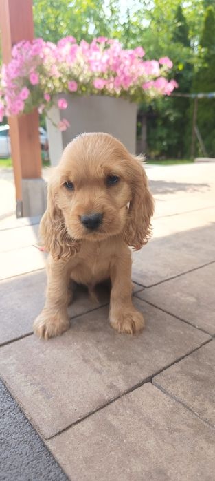 Cocker Spaniel Angielski