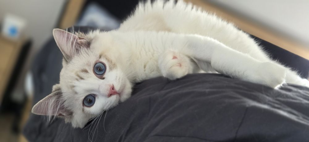 PIĘKNY Kot RAGDOLL z rodowodem FPL