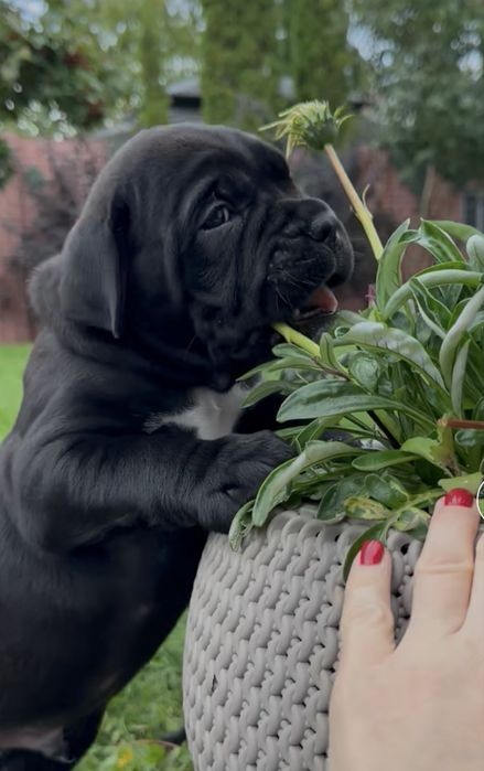 Елітні малюки Cane corso