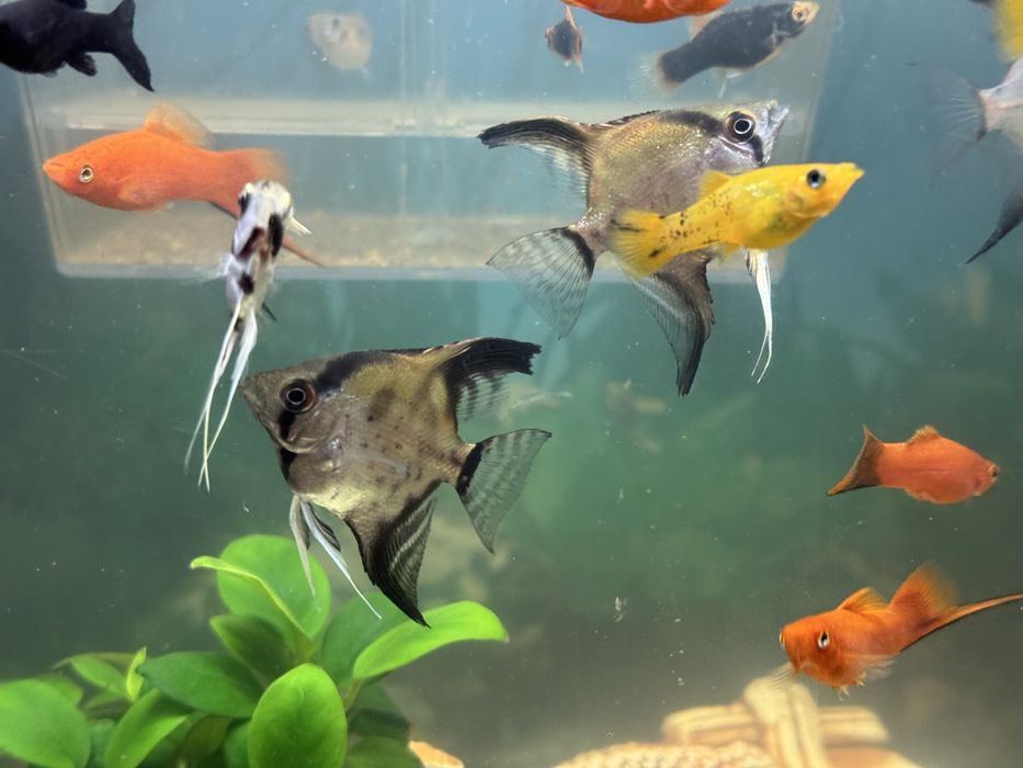 Продаються рибки