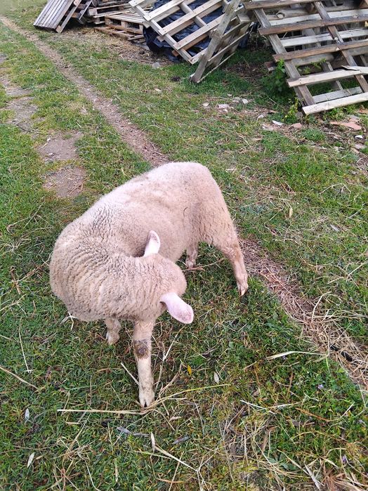 Borrega ill france  para mudança de pasto