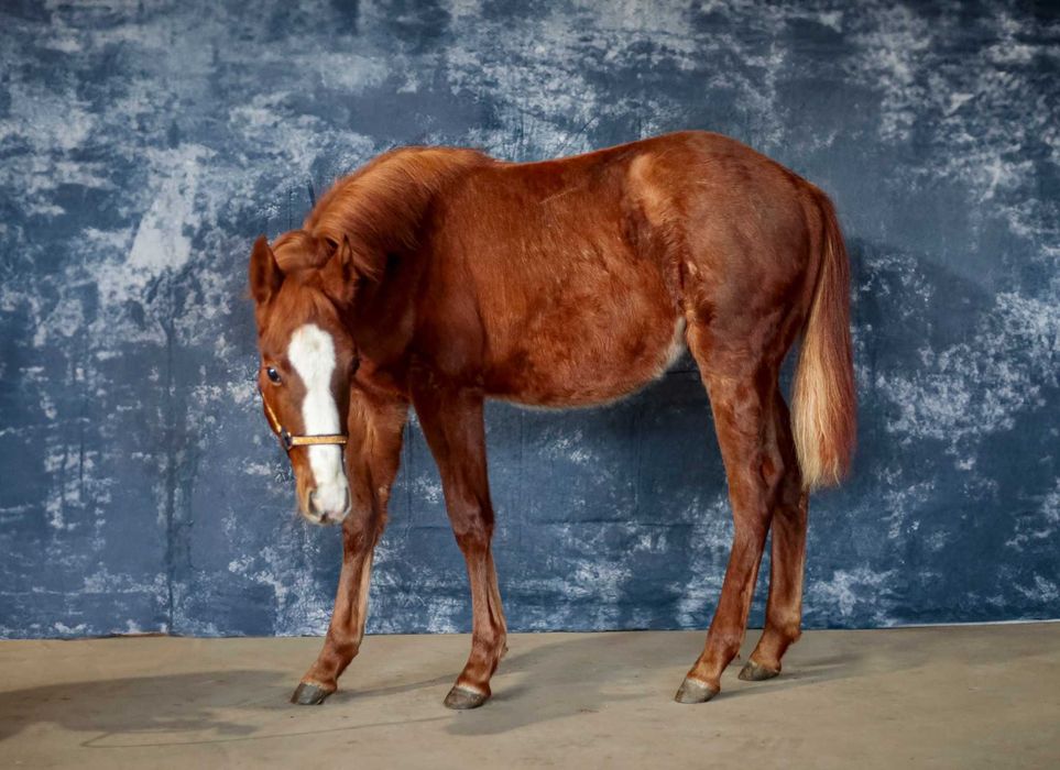Klaczka American Paint Horse