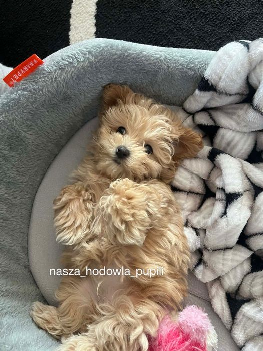 Suczka Maltipoo ze sprawdzonej hodowli
