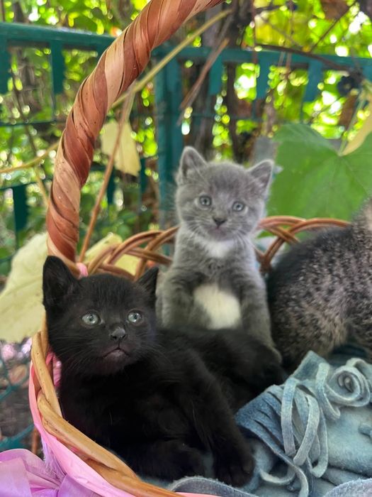 Котики муркотики