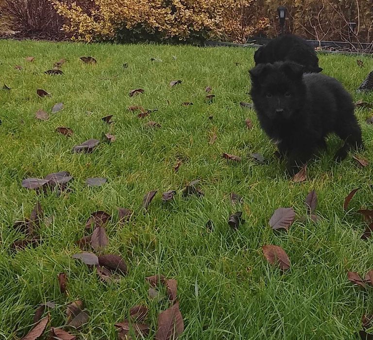 Owczarki Niemieckie Długowłose