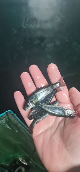 Зарибок для вашого става