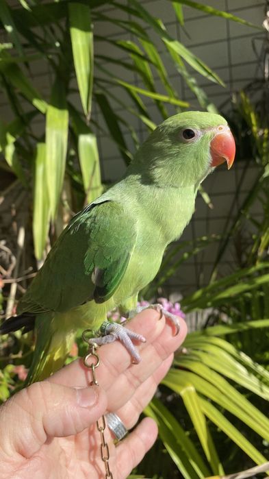 Ring neck domesticado