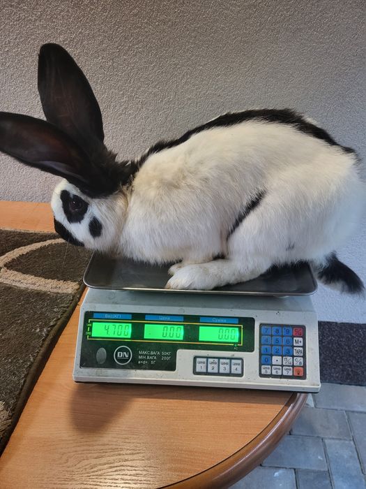 Німецький строкатий велетень