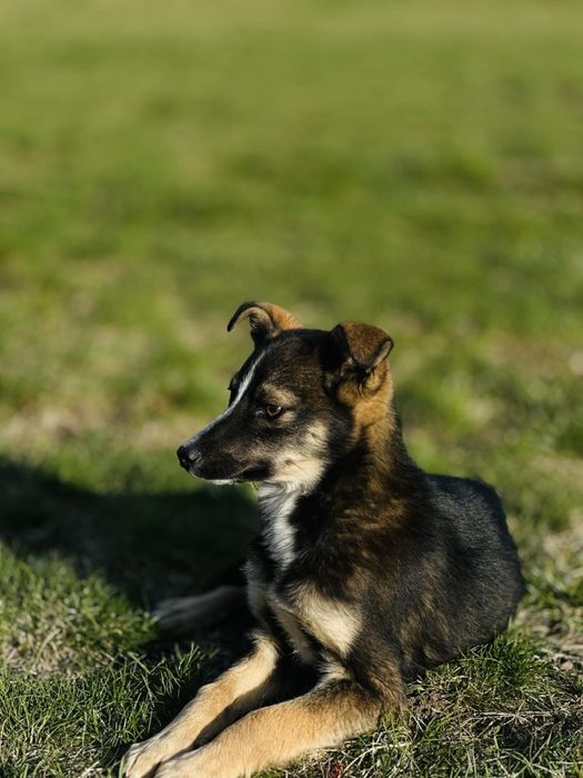 Собачка дівчинка прилаштування