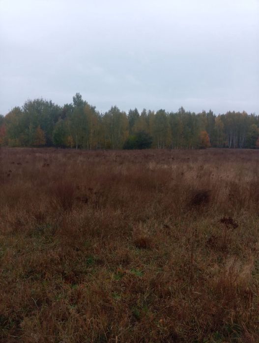 Продається ділянка в лісі, с. Лісовичі, 2.95 га