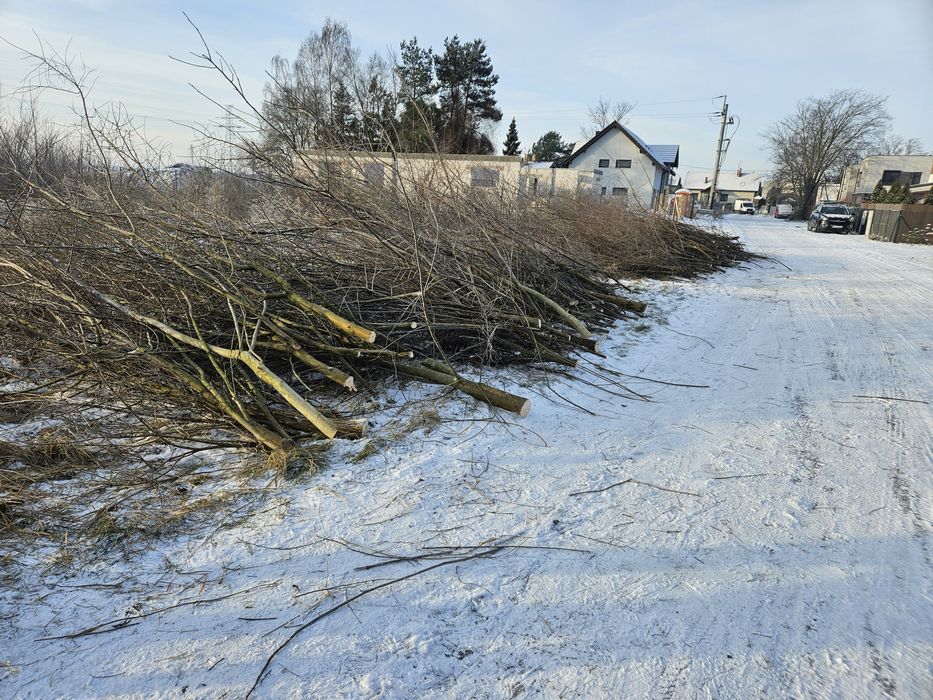 Wycinka drzew za drewno