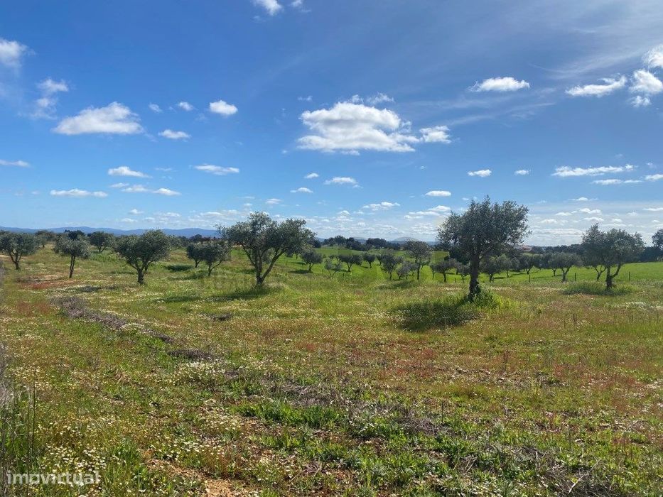 Terreno Rustico com Olival em Vila Nova de São Bento - Serpa