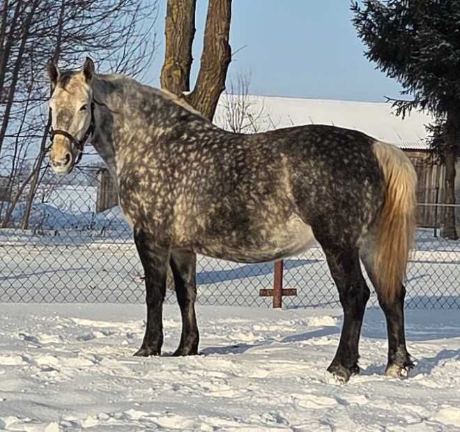 Klacz śląska siwa doplatowa zrebna