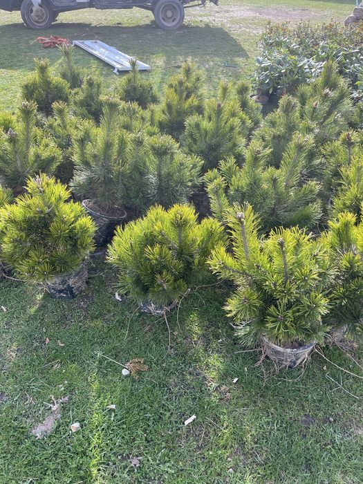 Sosna  Bosniacka donica