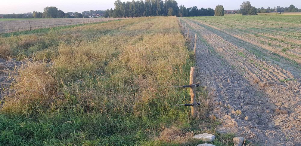 Ziemniaki bez oprysków Soraya Jurek i Gwiazdy 18 zł/15kg