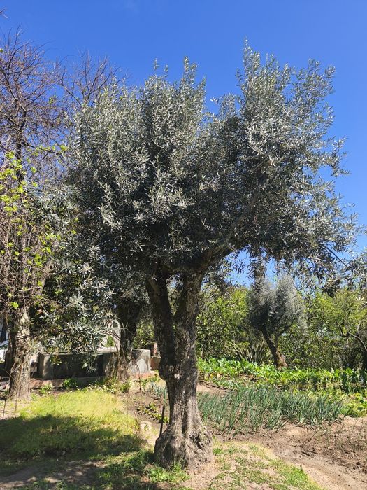 Oliveiras centenárias