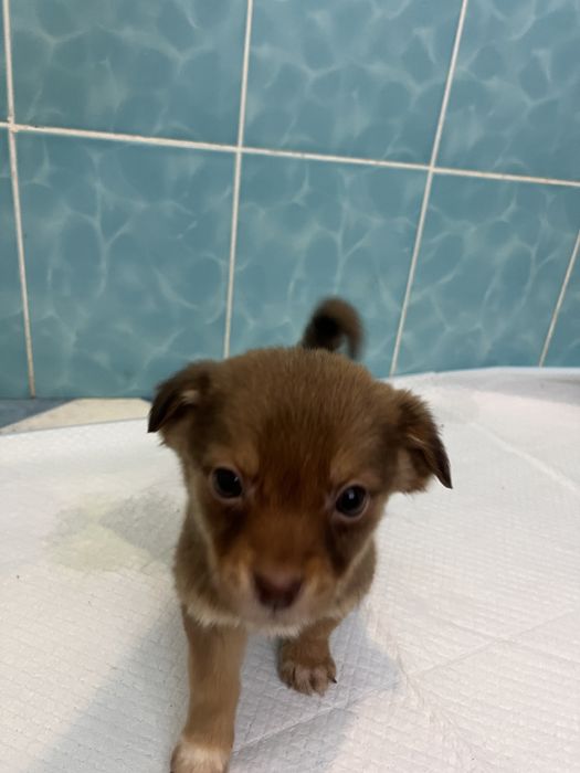 Песики- хлопчики маленькоі породи