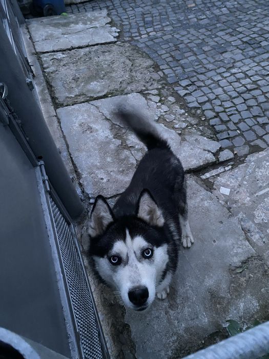 Хаскі для случки/ самець