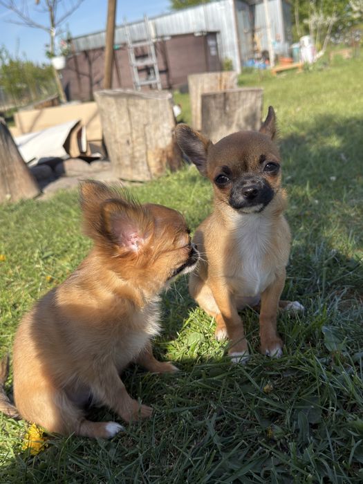Chihuahua krótkowłosa
