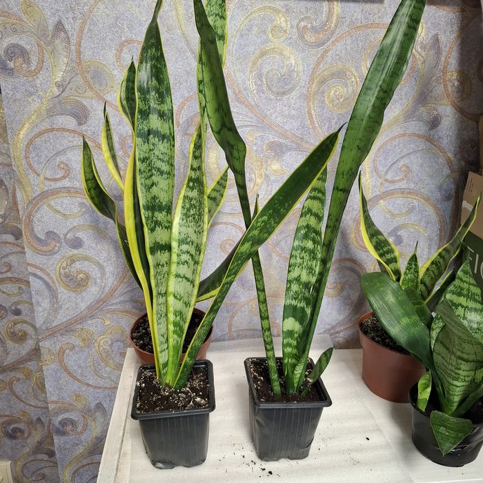 Сансевієрія , сансев'єра 4 сорта