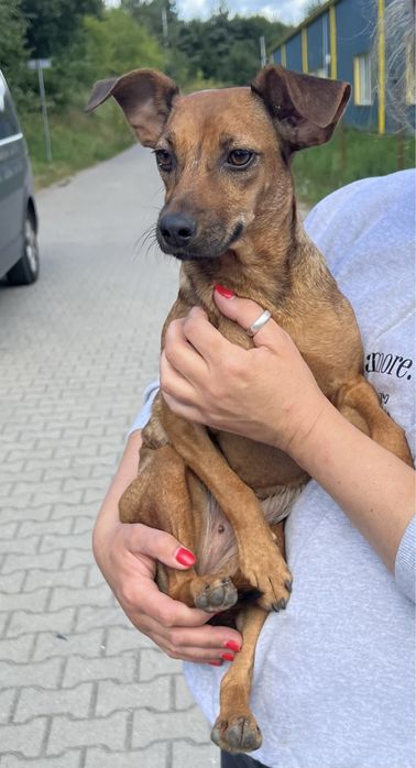 Malutka Zumba szuka domku