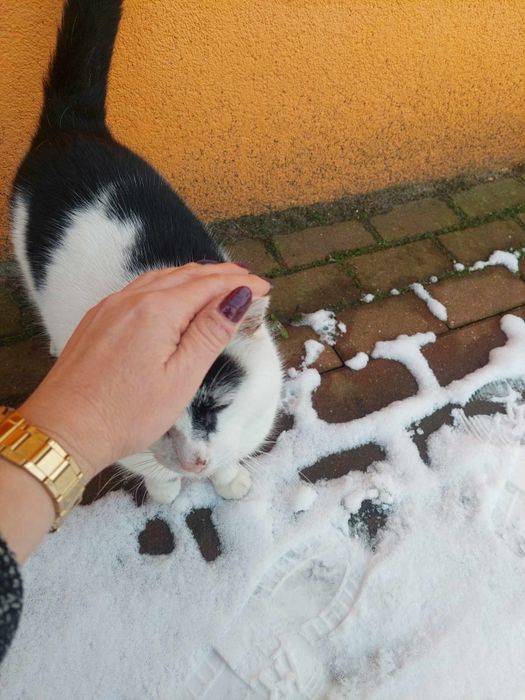 Łaciatek-kocurek który rozpaczliwie szuka domu